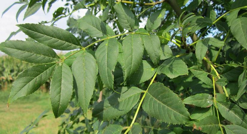 Milyen betegség támadhatta meg az erdei kőrisfákat?