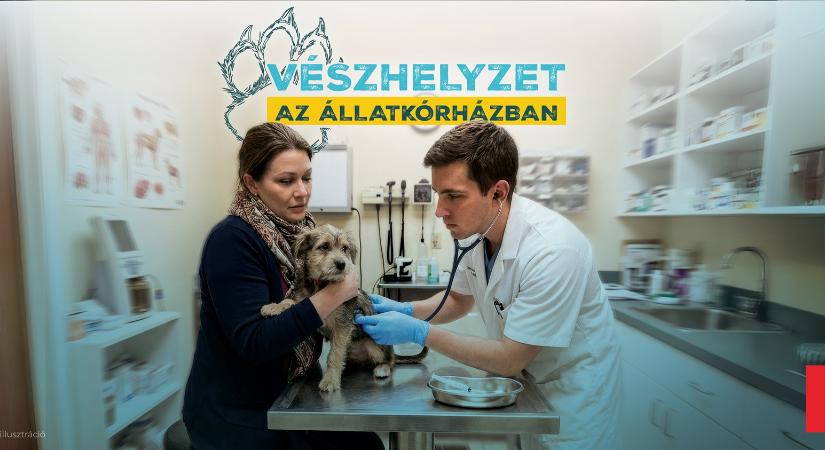 Állatorvosi reality érkezik jövőre a TV2-re