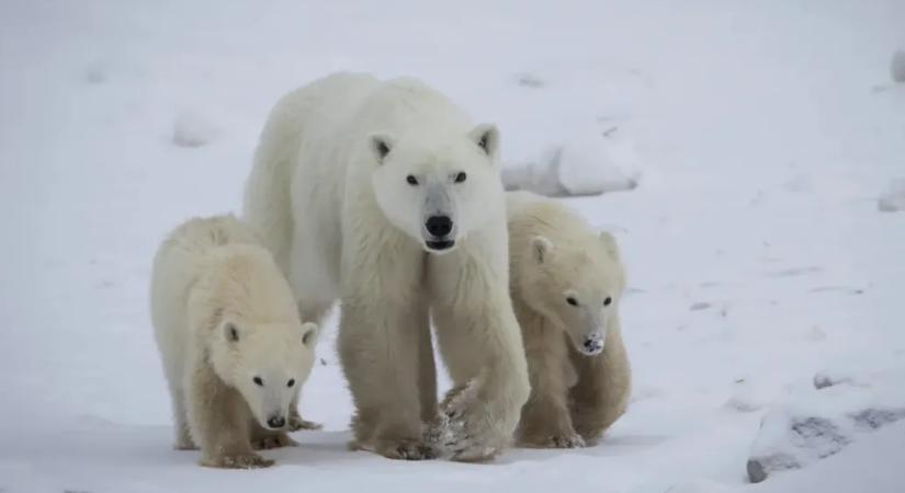Ritka cukiság csúcsragadozótól: egy kószáló jegesmedve örökbefogadott egy árva bocsot