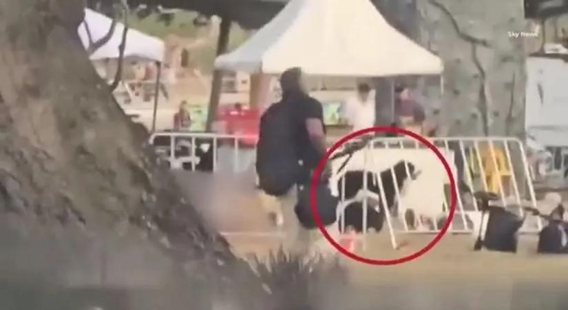 Szívszorító felvételek: egy kutya nem hagyta magára gazdáját a Bondi Beach-i terrortámadás után