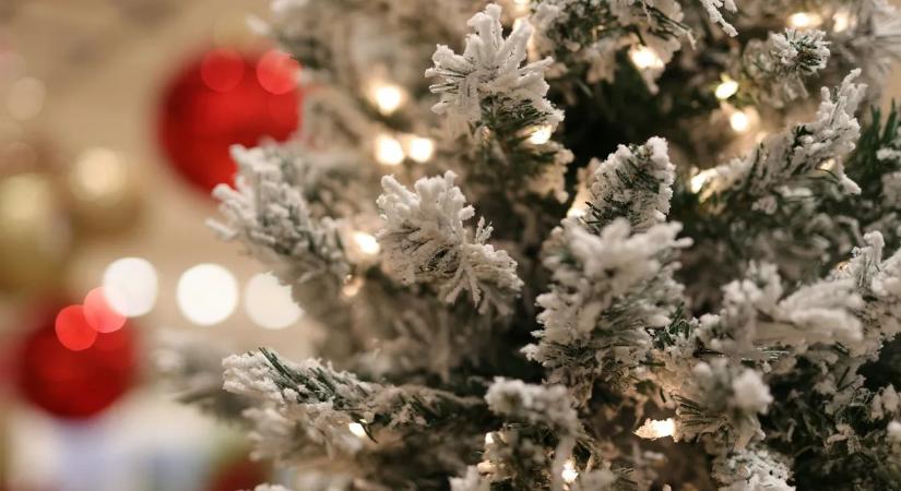 Ha ezt a fenyőt viszi haza, egész decemberben ünnepi illat lengi be a lakást!