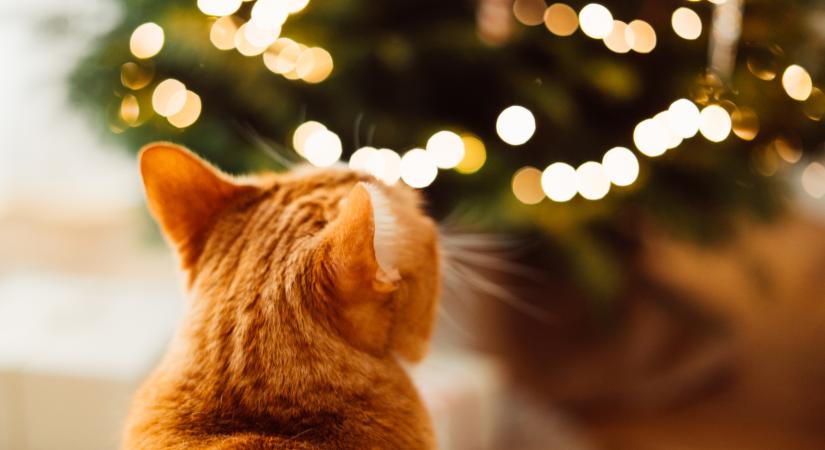 Így adományozz a menhelyeknek, hogy igazán számítson