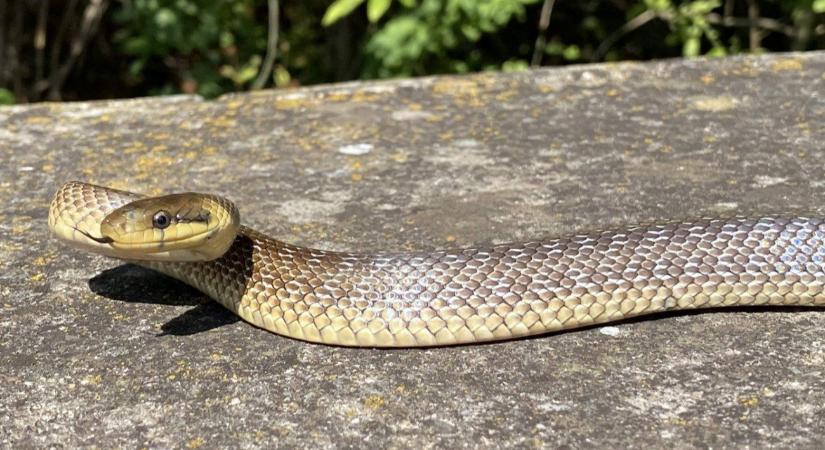 Rendkívül ritka hüllők jelentek meg Magyarországon