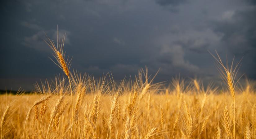 Érdekes helyzet állt elő itthon: ennyibe kerül most a búza, kukorica