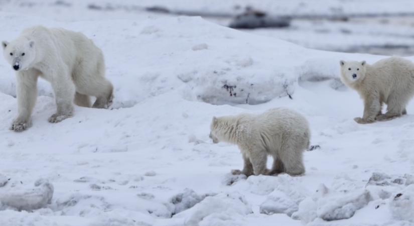 Önszántából örökbefogadott egy bocsot egy kanadai jegesmedve