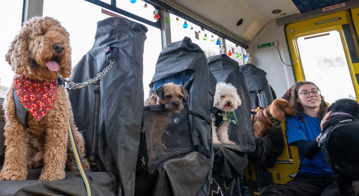 Megnyitott Anglia első kutyaovija, az iskolabusszal érkező ebeknél rég láttunk aranyosabbat
