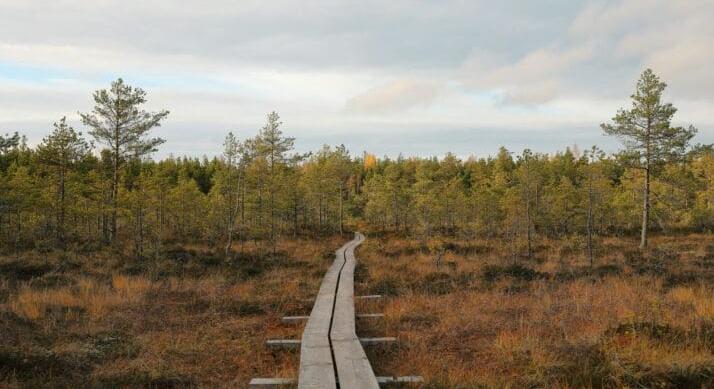 Határvédelmi beruházások – Hatszáz bunker és 3,4 km hosszú harckocsi árok építése kezdődik az oroszok ellen