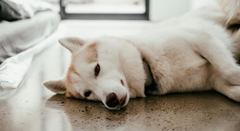 Vigyázz, a kutyád is lehet lázas! Innen tudhatod, ha baj van