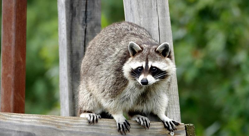 Rossz útra tért a világhírű iszákos mosómedve