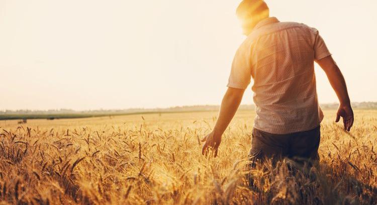 Vetőmagtermesztés: előretör a durum, a tönköly és a rozs