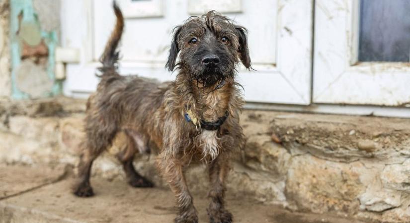 Kutyát karácsonyra? Pár hét múlva már a menhelyen végezheti!