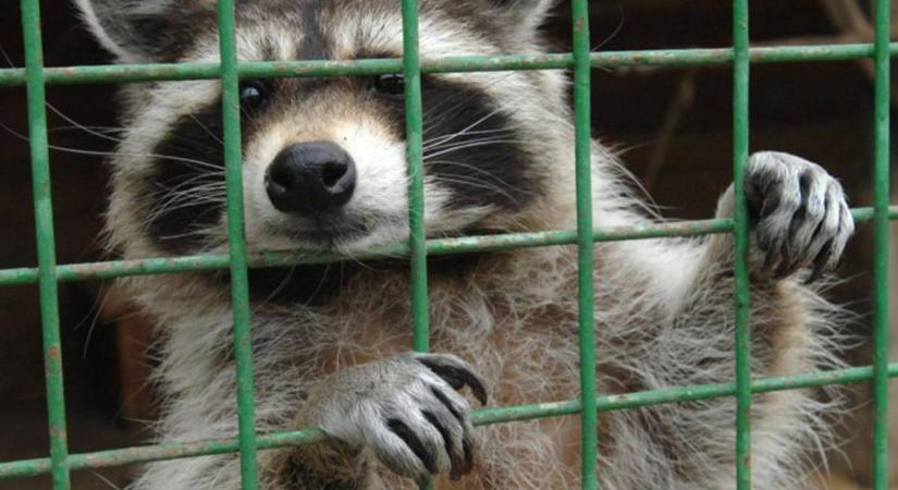 Nem tért jó útra az iszákos mosómedve, már három betörésen van túl a világhírű állat