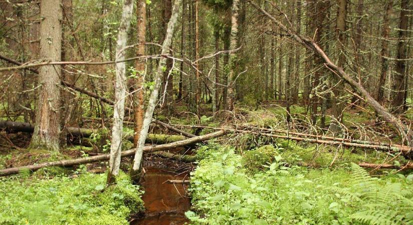 A Hargita és Kovászna megyei tőzeglápok biodiverzitásának megőrzésére törekednek