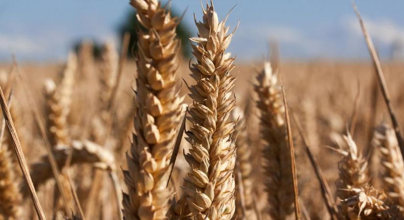 Prémium búzatermesztés: tényleg megéri belevágni?