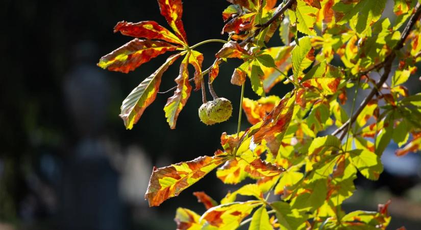 Az átlagosnál melegebb és szárazabb volt az idei ősz