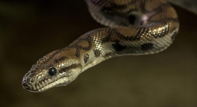 Lassított videón: így végeznek áldozataikkal a mérgeskígyók
