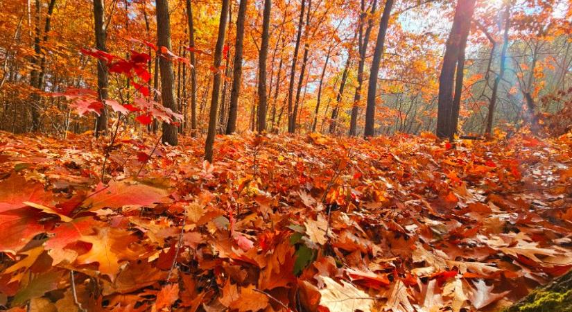 Az átlagosnál melegebb és szárazabb volt az ősz