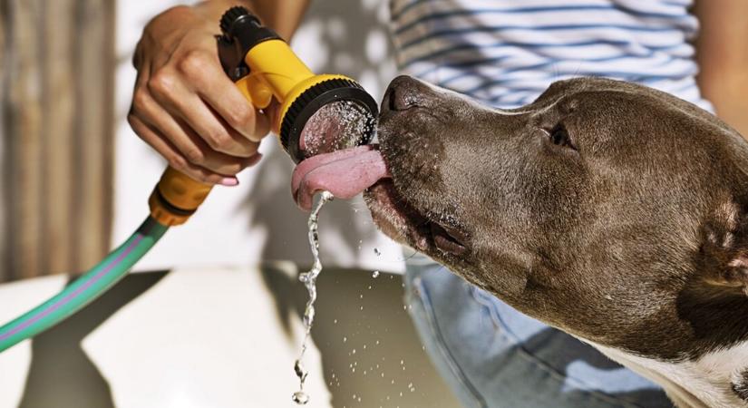 Nem ilyen őszre számítottunk: szokatlanul meleg és száraz volt az idei évszak