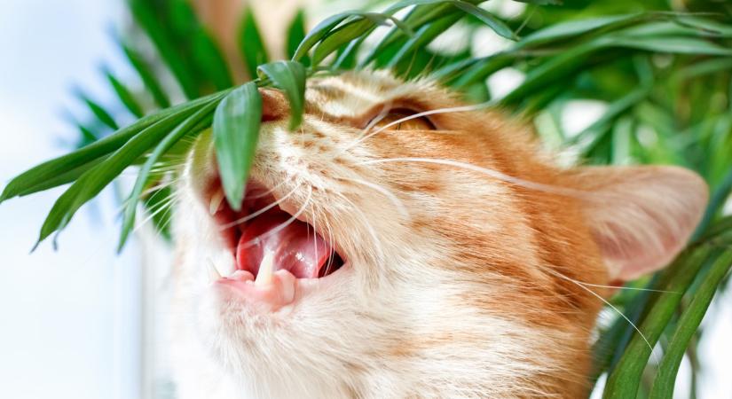 Így helyezd el télre a szobanövényeket, hogy a macskának se legyen baja