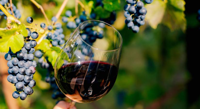 Így választanak bort a magyarok: érdekes dologra derült fény