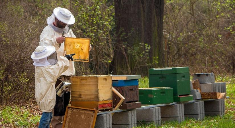 Több mint 1 milliárd forint érkezik a méhészekhez