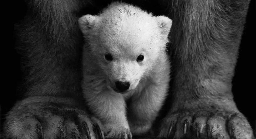 Ilyet még nem látott: jegesmedve fogadott örökbe egy medvét