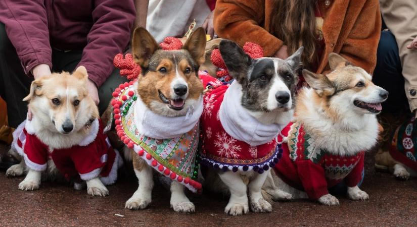 Corgi-parádét tartottak a Buckingham-palota előtt, minden kutya karácsonyi ruhát viselt – galéria