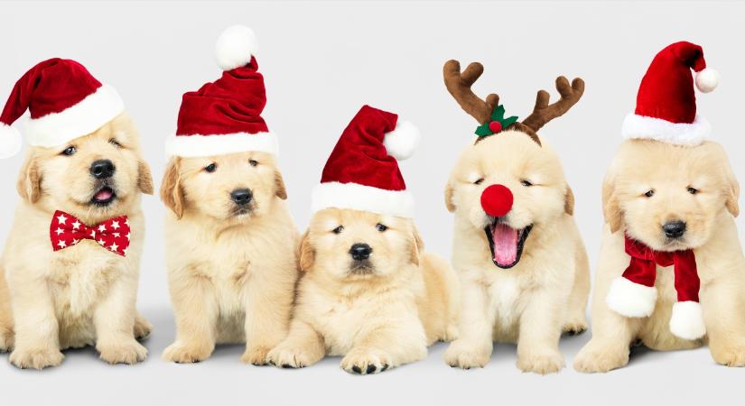 5 hasznos tipp, mielőtt karácsonyra kutyát ajándékoznál
