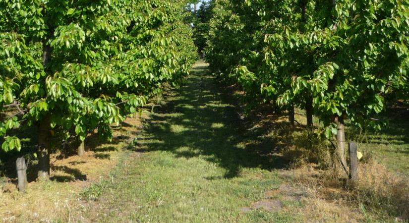 A füvesített sorközök előnyei és hátrányai