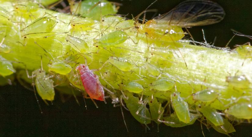 A módszer, amellyel a levéltetű is összezavarható – illathálózatok a kertben