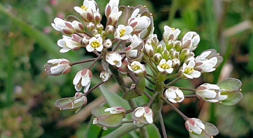 A galléros tarsóka magvait az esőcseppek lövik ki