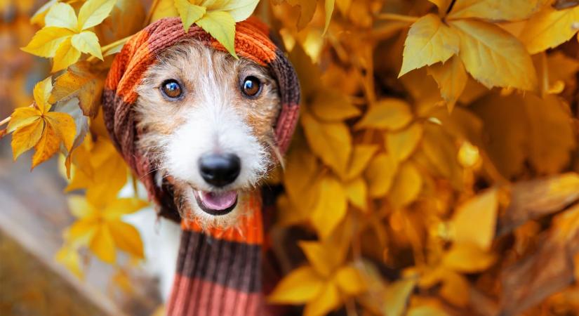 Ha te is szokatlanul melegnek érezted az őszt, akkor nem tévedtél!