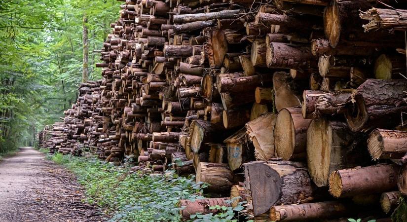 Döntött az EP: Jön az EUDR halasztás és könnyítés a kisvállalkozásoknak