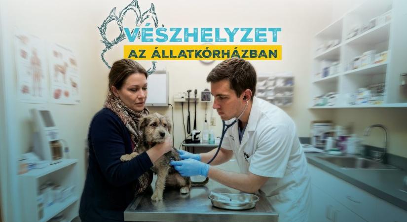 Vészhelyzet az állatkórházban címmel indul az ország első állatorvosos realityje a TV2-n