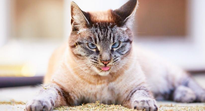 Etikátlan lenne a macskának macskamentát adni?