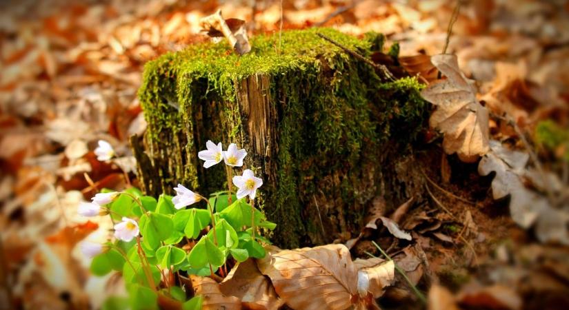 Évelők téli védelme – a régi levelek sokszor többet segítenek