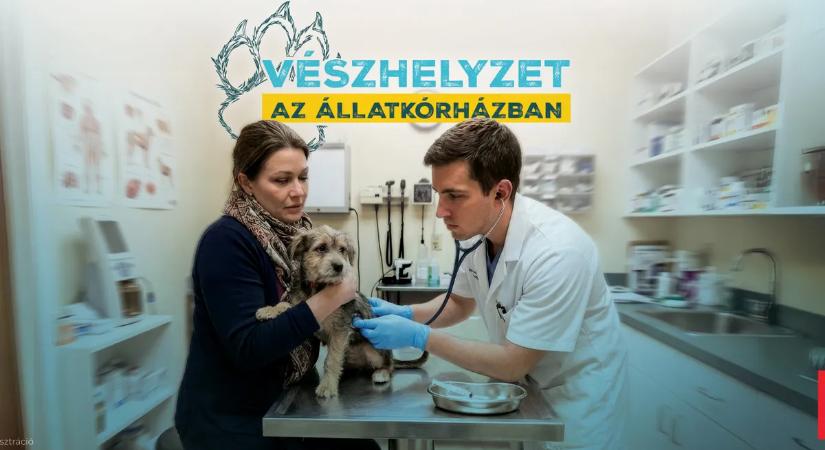 Vészhelyzet az állatkórházban, megszólalt a magyar orvos