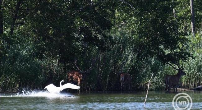 Vízpótlás zajlik a gemenci erdőben