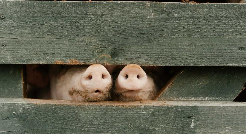 Mezőgazdaság: emelkedik az üzemanyag-támogatás és egyes sertéstenyésztők juttatása