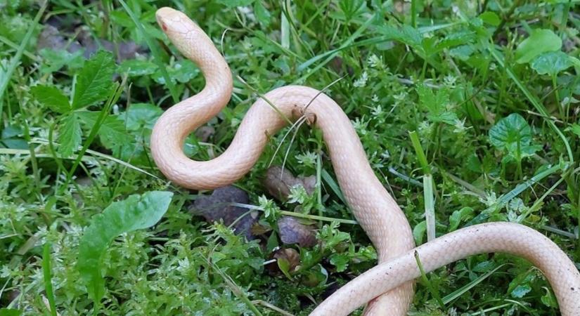 Albínó siklók bukkantak fel Vácrátóton
