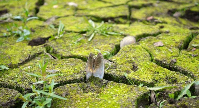 Hamarosan elbúcsúzhatunk ettől a magyar tavunktól: rossz hírek jöttek