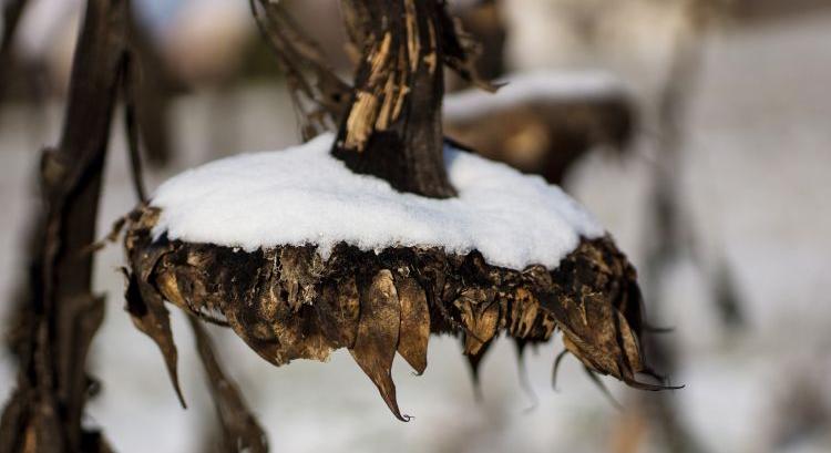 750 ezer tonna napraforgót hagytak a földeken