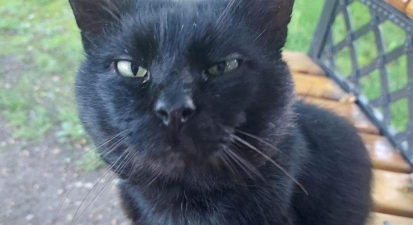 Egy fekete macska kiemelt közjogi szerepéről szavazhat a litván parlament