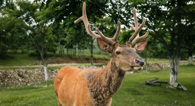 Fontos döntés: elejthető a lakott területen kóborló vad