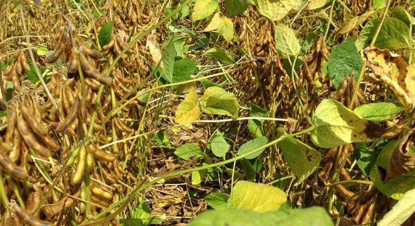 A szója a vetésforgót és a pénztárcát egyaránt gyarapítja