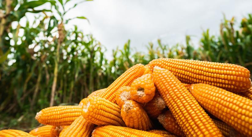 Kukoricapiac: Ez a túlélés kulcsa a szakértő szerint