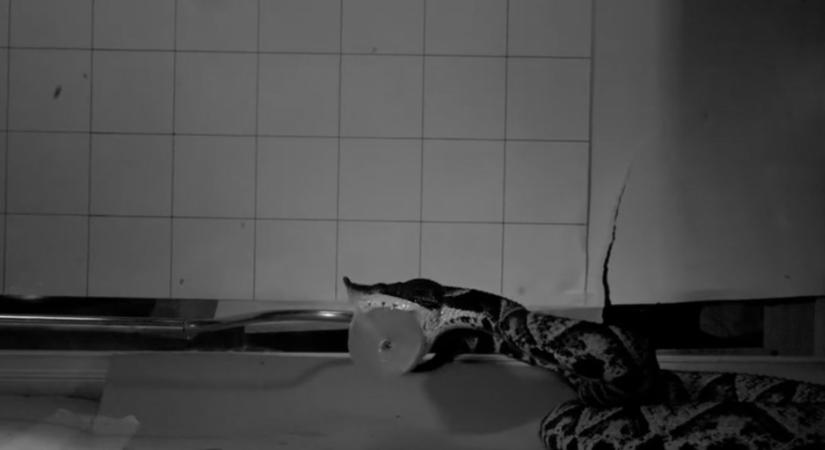 Videó: sosem látott lassításban nézhetjük végig a mérges kígyók támadásait