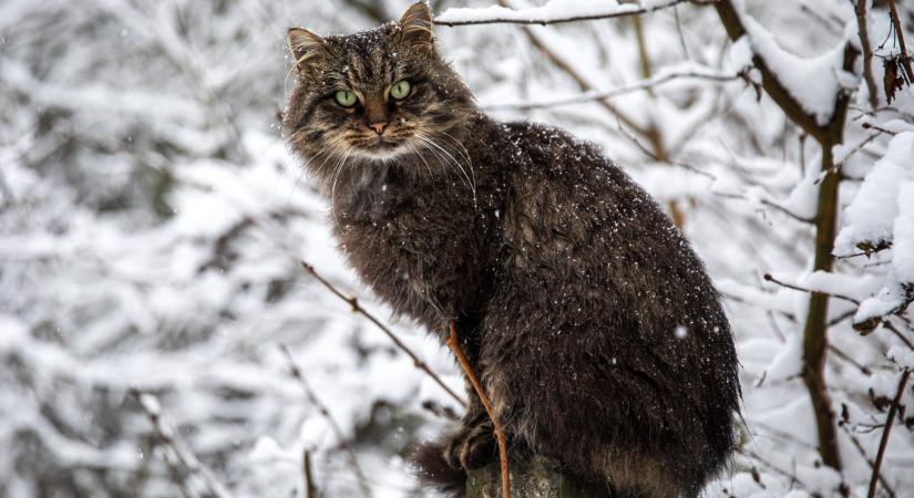 Macska a hóesésben