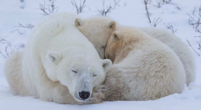 Bővült az egyik vadon élő jegesmedvecsalád, miután az anyamedve örökbe fogadott egy magára maradt bocsot