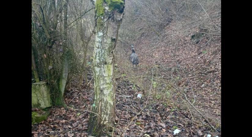 Veszélyes szökevény lepte meg a hevesi falut: utcán szaladgált az egzotikus óriásmadár